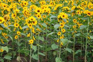 Sunflower blooming in agriculture field. photo