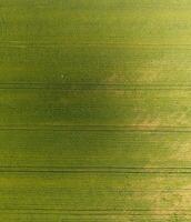 Texture of wheat field. Background of young green wheat on the field. Photo from the quadrocopter. Aerial photo of the wheat field