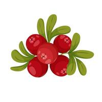 Cranberry branch vector cartoon illustration. Red berries isolated on white background. Ingredient for baking and cooking. Illustration for your recipe, design, cookbook.