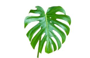 Monstera Leaf, Tropical Botanical Plant in Stylish Decorative Design Isolated on Empty Background photo