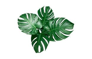 Monstera Leaf, Tropical Botanical Plant in Stylish Decorative Design Isolated on Empty Background photo