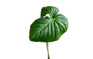 monstera hoja, tropical botánico planta en elegante decorativo diseño aislado en vacío antecedentes foto