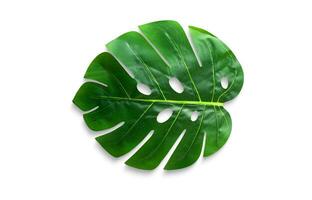 Monstera Leaf, Tropical Botanical Plant in Stylish Decorative Design Isolated on Empty Background photo