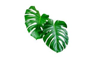 Monstera Leaf, Tropical Botanical Plant in Stylish Decorative Design Isolated on Empty Background photo