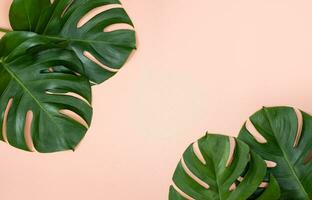 Monstera Leaf, Tropical Botanical Plant in Stylish Decorative Design Isolated on Empty Background photo