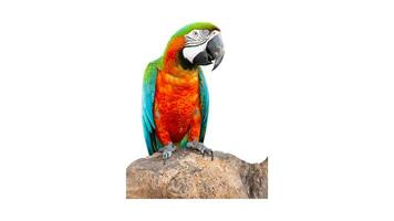 Colorful Parrot Macaw, Exotic Tropical Bird with Vibrant Plumage, Isolated on Empty Background photo