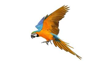 Colorful Parrot Macaw, Exotic Tropical Bird with Vibrant Plumage, Isolated on Empty Background photo