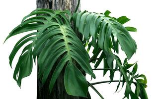Monstera Leaf, Tropical Botanical Plant in Stylish Decorative Design Isolated on Empty Background photo