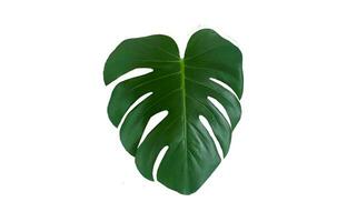 Monstera Leaf, Tropical Botanical Plant in Stylish Decorative Design Isolated on Empty Background photo