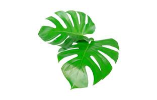 Monstera Leaf, Tropical Botanical Plant in Stylish Decorative Design Isolated on Empty Background photo