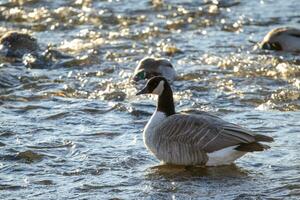 Goose sitting in a river photo