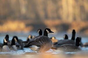 Geese sitting in a river photo