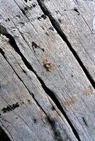 Wood texture Tree abstract background nature organic photo