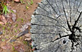 Wood texture Tree abstract background nature organic photo