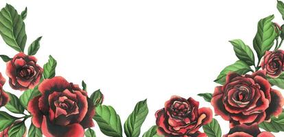 Redblack rose flowers with green leaves and buds, chic, bright, beautiful. Hand drawn watercolor illustration. Template on a white background, for decoration and design. vector
