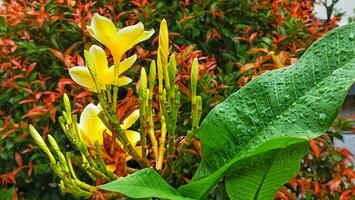 yellow flowers with water droplets on them photo