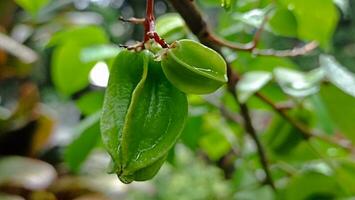 a green star fruits hanging from a tree branch photo