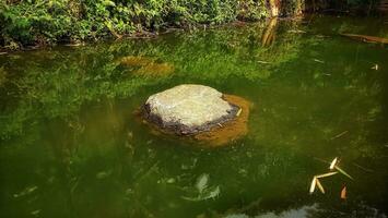 a rock in the water near a pond photo