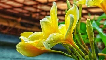 yellow flowers with water droplets on them photo