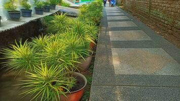a walkway lined with potted plants and a wall photo
