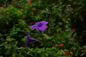 cerca arriba de un floreciente púrpura Kencana flor foto