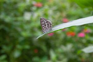 pequeño mariposas encaramado en el tapas de hojas. foto