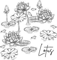 21- Lotus Flower Sketch in the Water vector
