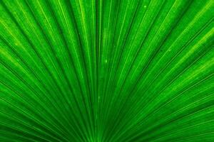 a close up of a green palm leaf photo