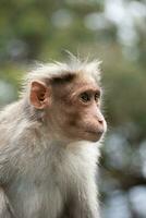 Rhesus Monkey sitting and looking around photo