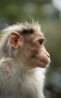 Rhesus Monkey sitting and looking around photo