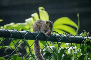 A picture of the Indian palm squirrel or three-striped palm squirrel eating a nut photo