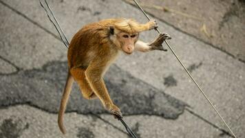 imagen de el gorro de cocinero macaco es un rojizo marrón de colores antiguo mundo mono endémico a sri lanka foto