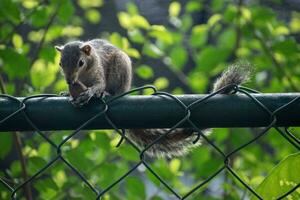 A picture of the Indian palm squirrel or three-striped palm squirrel eating a nut photo