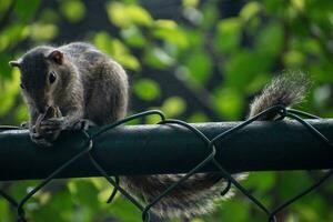 A picture of the Indian palm squirrel or three-striped palm squirrel eating a nut photo