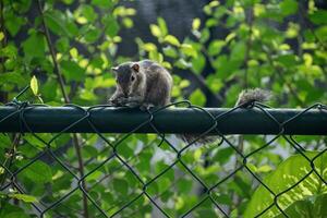 A picture of the Indian palm squirrel or three-striped palm squirrel eating a nut photo