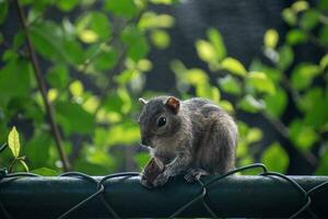 A picture of the Indian palm squirrel or three-striped palm squirrel eating a nut photo