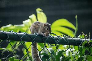 A picture of the Indian palm squirrel or three-striped palm squirrel eating a nut photo