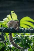 A picture of the Indian palm squirrel or three-striped palm squirrel eating a nut photo