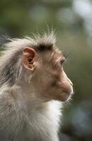 Rhesus Monkey sitting and looking around photo