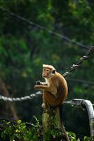 Picture of the toque macaque is a reddish brown coloured Old World monkey endemic to Sri Lanka photo