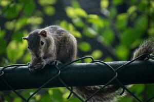 A picture of the Indian palm squirrel or three-striped palm squirrel eating a nut photo