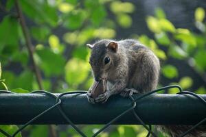 A picture of the Indian palm squirrel or three-striped palm squirrel eating a nut photo