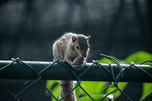 A picture of the Indian palm squirrel or three-striped palm squirrel eating a nut photo