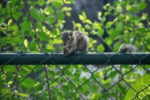 A picture of the Indian palm squirrel or three-striped palm squirrel eating a nut photo