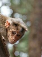 Rhesus Monkey sitting and looking around photo