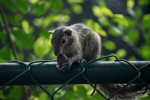 A picture of the Indian palm squirrel or three-striped palm squirrel eating a nut photo