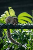 A picture of the Indian palm squirrel or three-striped palm squirrel eating a nut photo