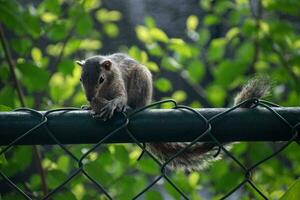 A picture of the Indian palm squirrel or three-striped palm squirrel eating a nut photo