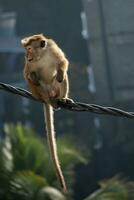 Picture of the toque macaque is a reddish brown-coloured Old World monkey endemic to Sri Lanka photo