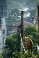 imagen de el gorro de cocinero macaco es un rojizo color marrón antiguo mundo mono endémico a sri lanka foto